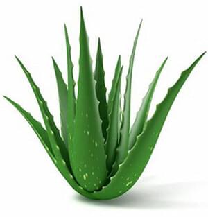 aloe vera in yalmeh super youth eye cream 