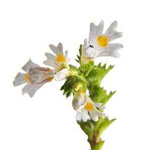 yalmeh eye cream ebright Euphrasia officinalis